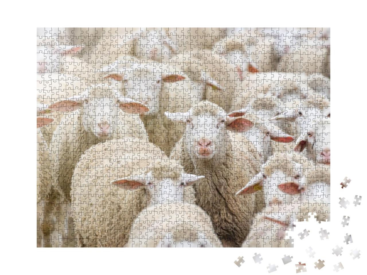 Puzzle de 1000 pièces « Un troupeau de moutons »