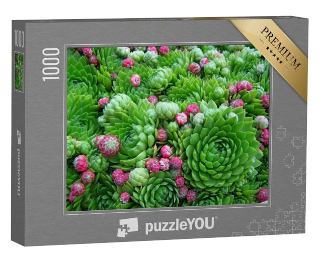 Puzzle de 1000 pièces « Magnifiques plantes succulentes, vert juteux avec de petites fleurs »