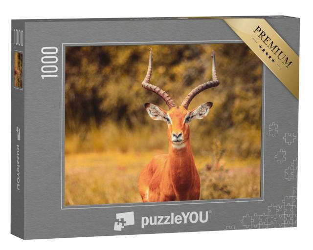Puzzle de 1000 pièces « Antilope impala »