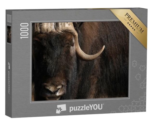 Puzzle de 1000 pièces « Portrait d'un vieux bœuf musqué avec une longue corne et une fourrure »