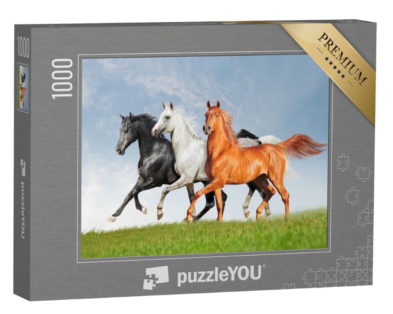 Puzzle de 1000 pièces « Trois chevaux arabes »
