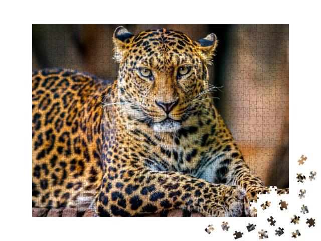 Puzzle de 1000 pièces « Portrait d'un léopard »
