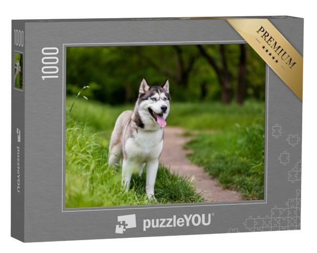 Puzzle de 1000 pièces « Husky sibérien attentif »