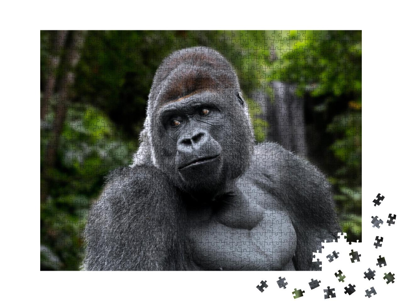 Puzzle de 1000 pièces « Gorille des plaines de l'Ouest mâle à dos argenté »