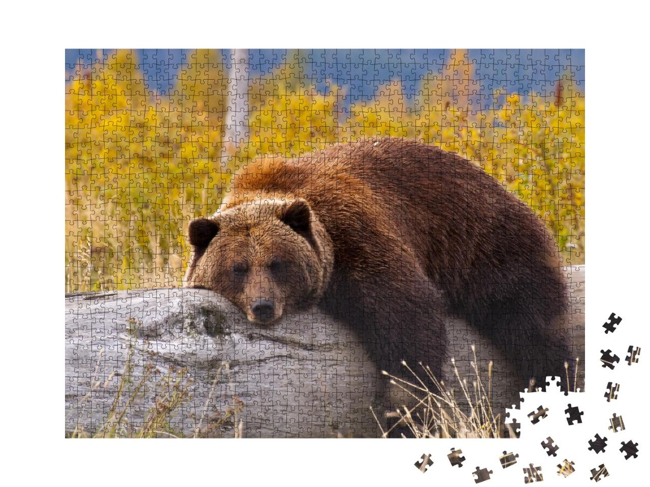 Puzzle de 1000 pièces « Grizzly, Alaska »