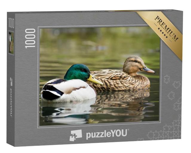 Puzzle de 1000 pièces « Canard colvert mâle et femelle nageant sur un étang d'eau verte »
