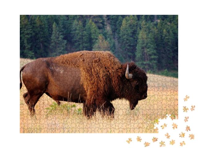 Puzzle de 1000 pièces « Bison américain au petit matin, Montana »