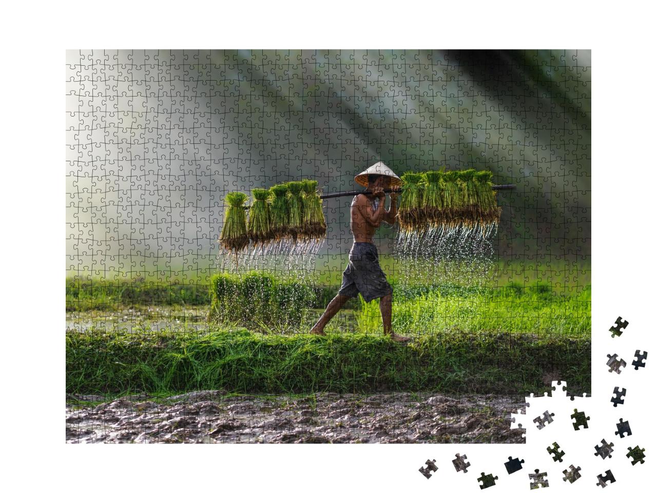 Puzzle de 1000 pièces « Plantation de riz : agriculture au Vietnam, rizière »