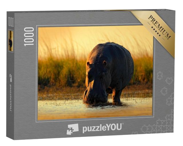 Puzzle de 1000 pièces « Hippopotame africain dans la lumière du soir, Botswana, Afrique »