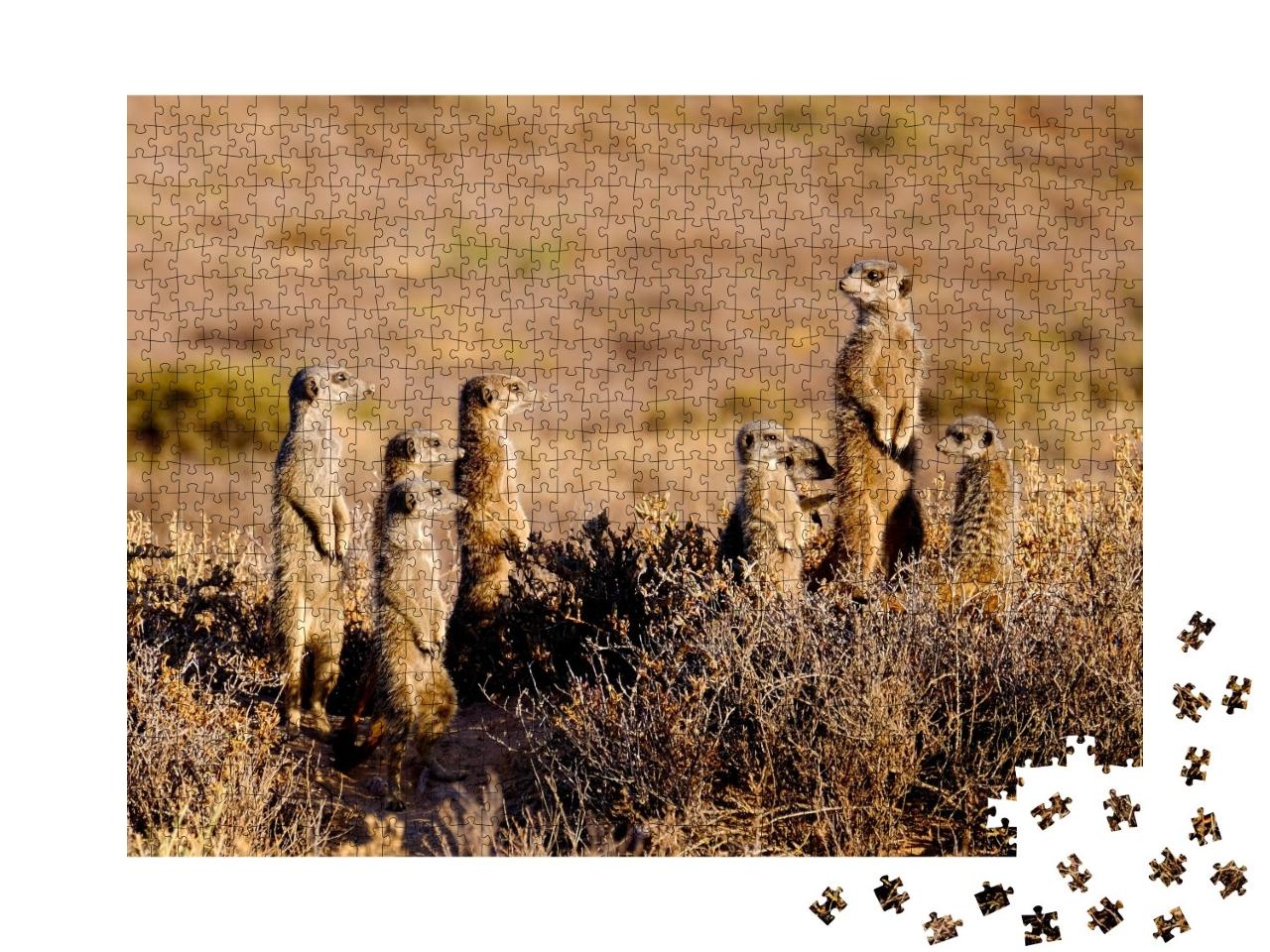 Puzzle de 1000 pièces « Une adorable famille de suricates au petit matin »