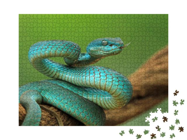 Puzzle de 1000 pièces « Vipère sur une branche, serpent bleu de l'île prêt à attaquer »