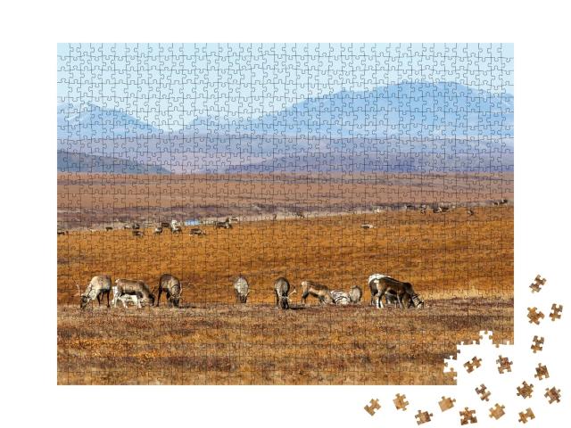 Puzzle de 1000 pièces « Troupeau de rennes au milieu du paysage hivernal arctique, Tchoukotka, Sibérie »