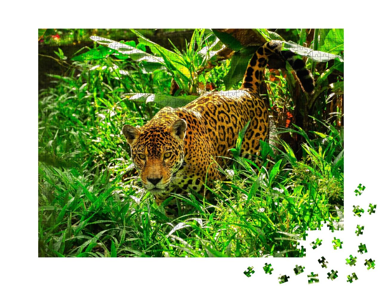 Puzzle de 1000 pièces « Un jaguar adulte à l'affût dans l'herbe »