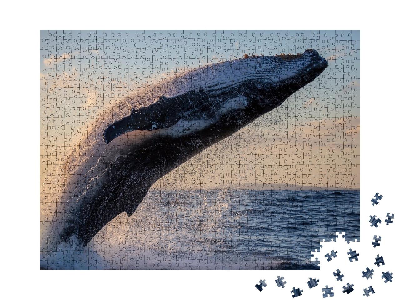 Puzzle de 1000 pièces « Baleine à bosse en gros plan au coucher du soleil dans la baie de Sydney »