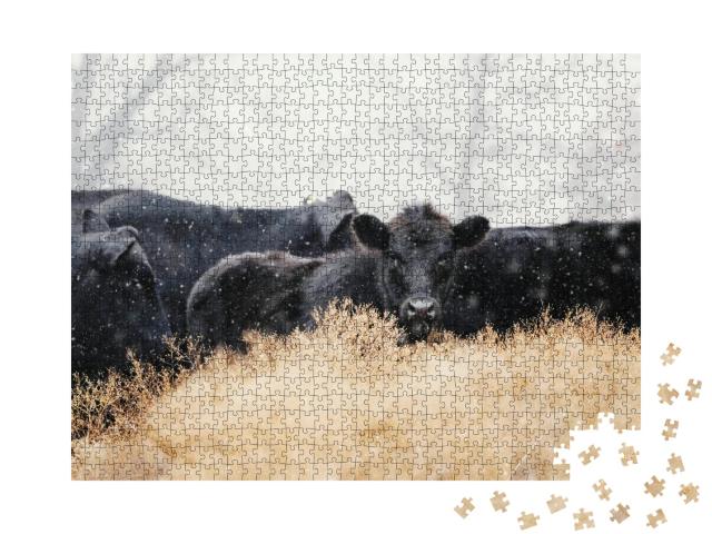 Puzzle de 1000 pièces « Veaux Black Angus avec un troupeau de vaches dans une tempête de neige »