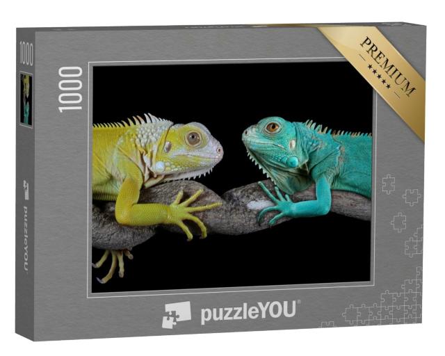 Puzzle de 1000 pièces « Iguanes bleus de Grand Cayman »