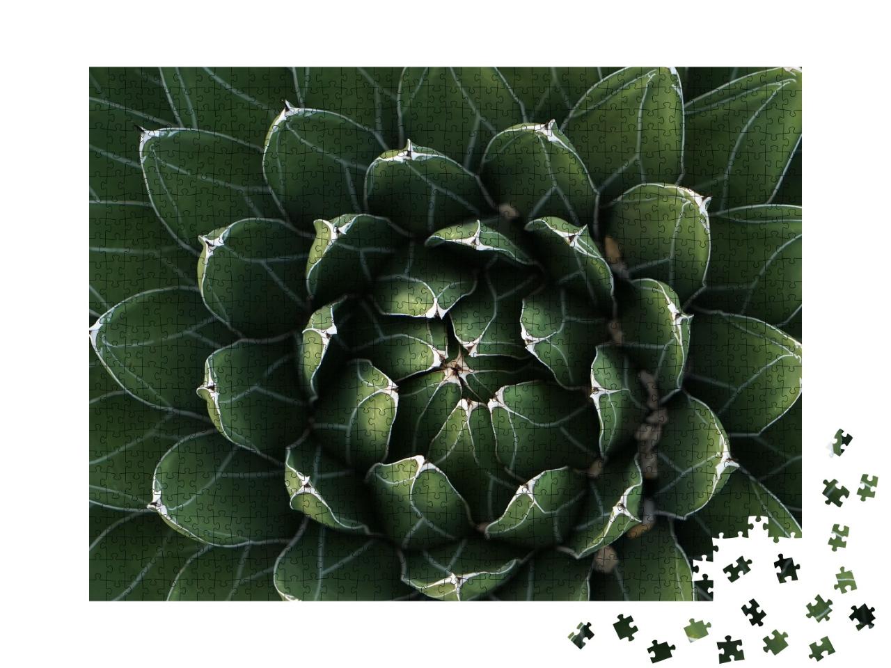 Puzzle de 1000 pièces « Cactus magnifiquement symétrique en gros plan »