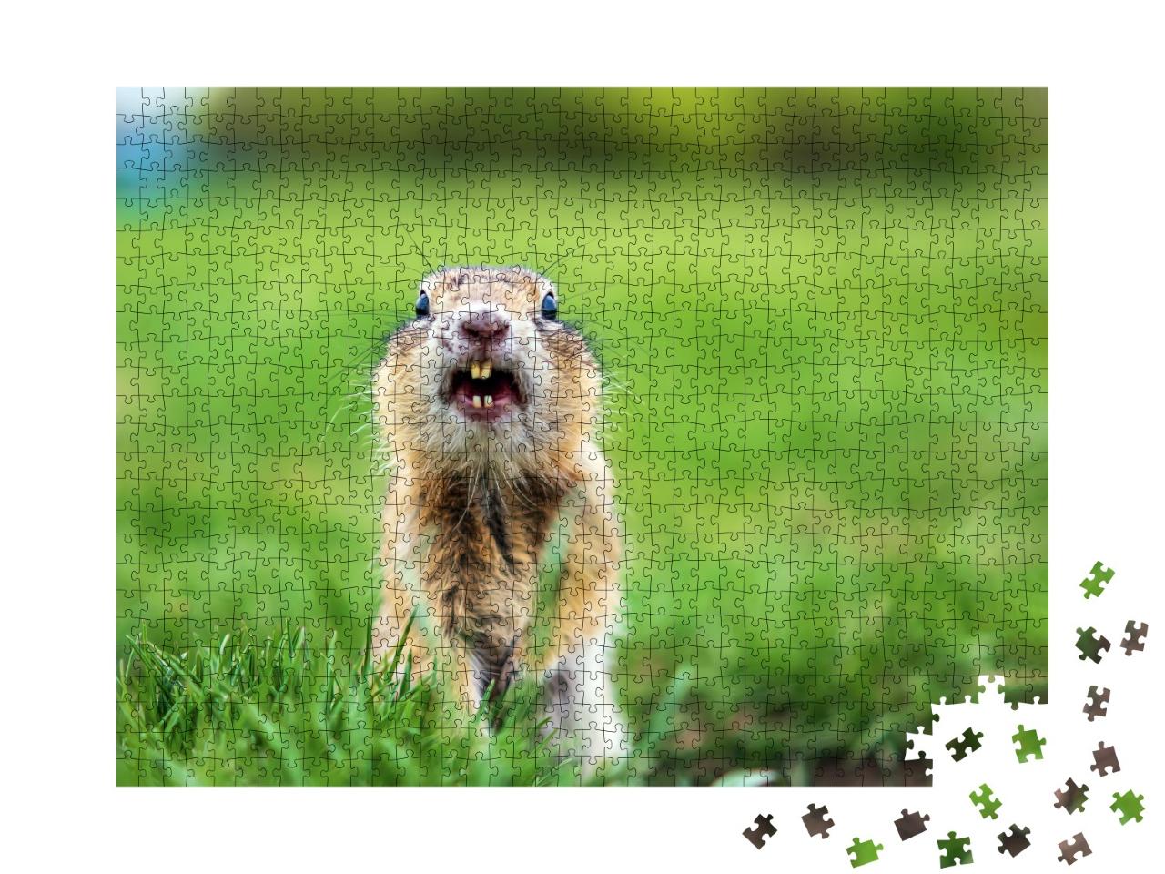 Puzzle de 1000 pièces « Écureuil terrestre sur la pelouse »
