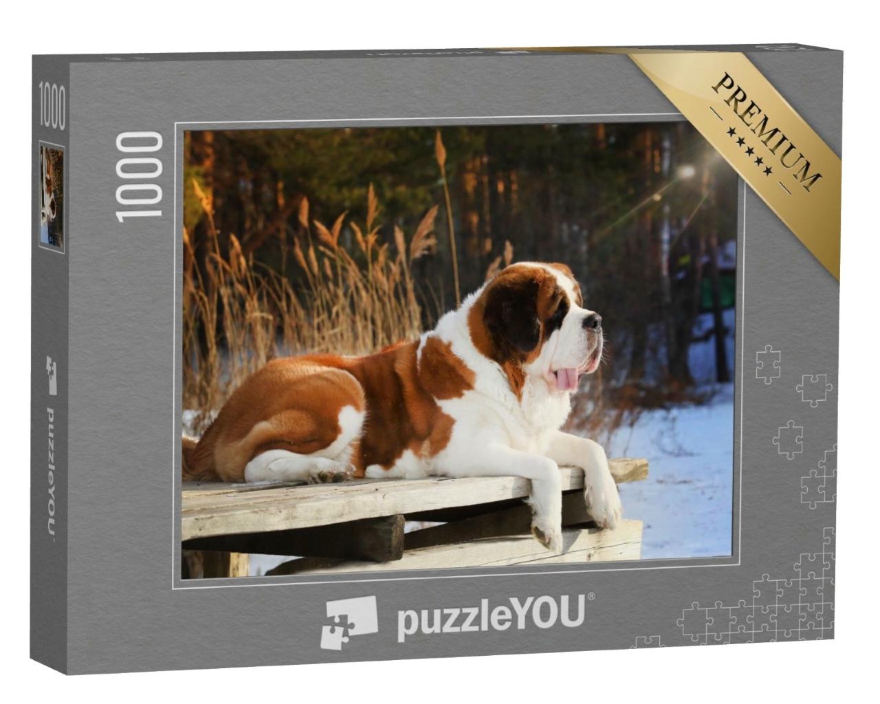 Puzzle de 1000 pièces « Un saint-bernard couché sur un ponton en bois en hiver »