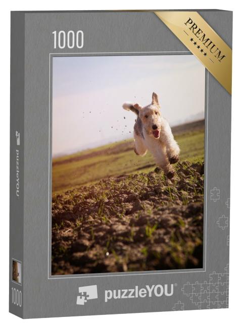Puzzle de 1000 pièces « Fox-terrier à poil dur courant à vive allure dans des prairies terreuses »