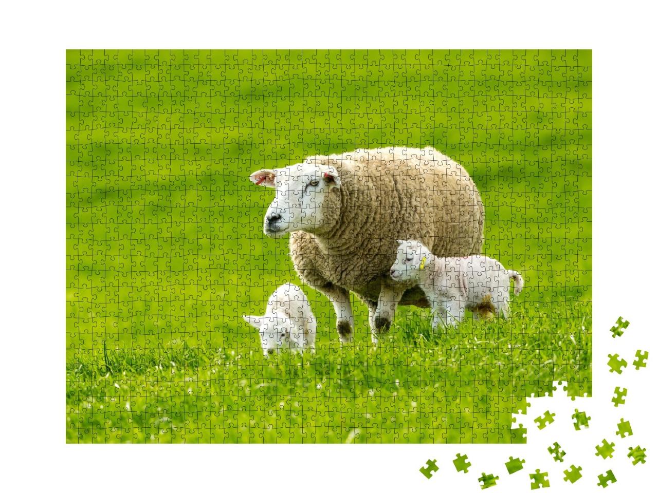Puzzle de 1000 pièces « Une brebis et ses agneaux dans une verte prairie au printemps »