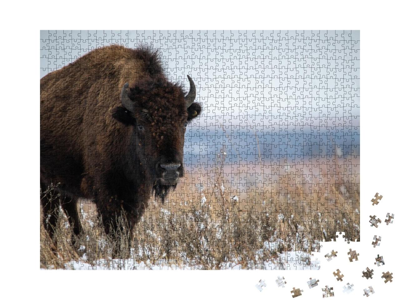 Puzzle de 1000 pièces « Bison d'Oklahoma après des chutes de neige en décembre »