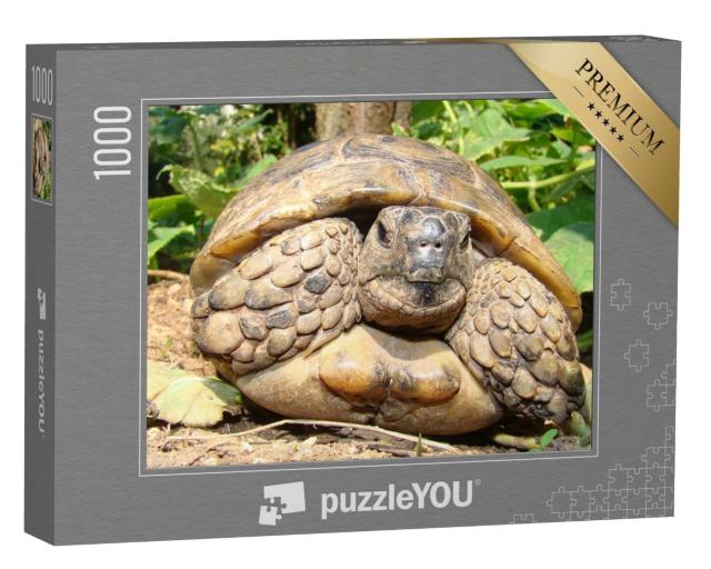 Puzzle de 1000 pièces « Gros plan détaillé sur une tortue »
