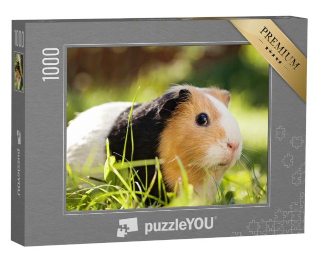 Puzzle de 1000 pièces « Un adorable cochon d'Inde tricolore »