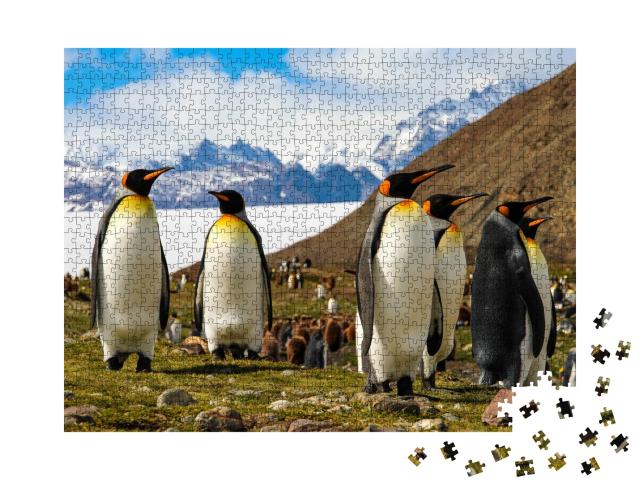Puzzle de 1000 pièces « Manchots royaux sur l'île de Géorgie du Sud, Antarctique »