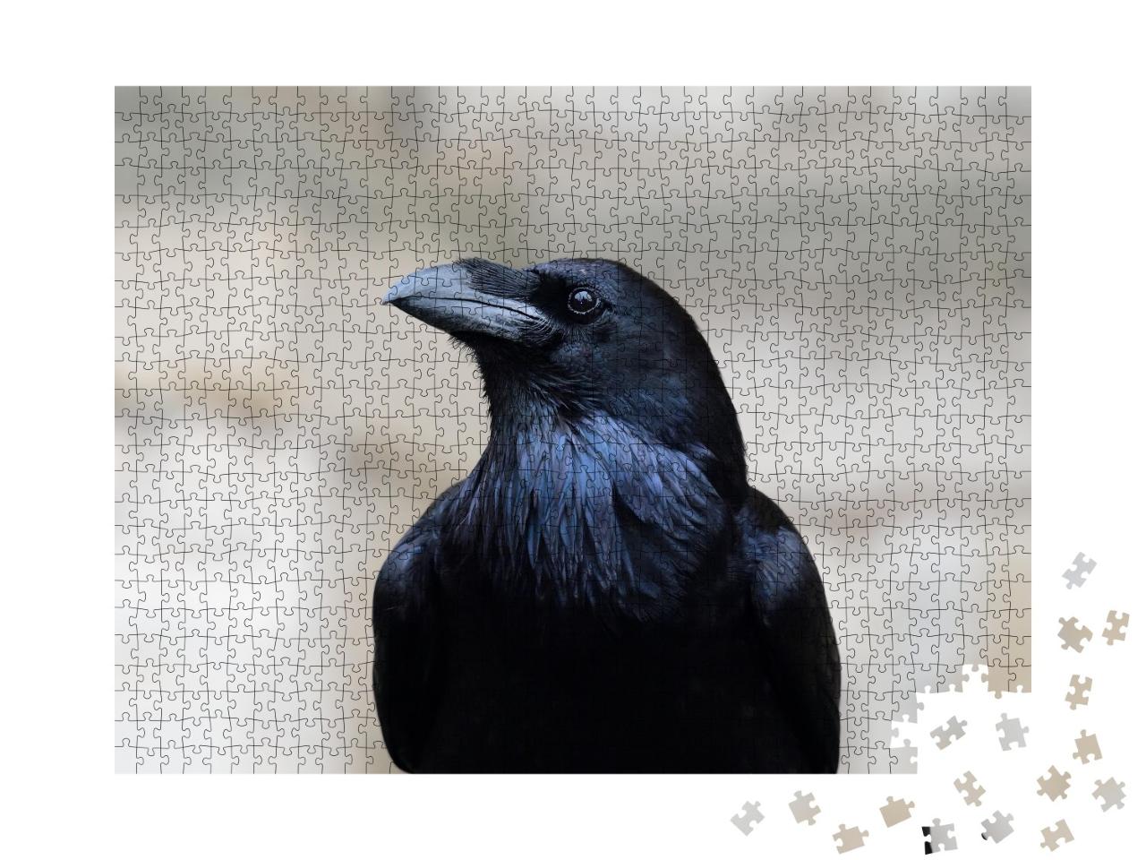 Puzzle de 1000 pièces « Gros plan sur un grand corbeau »