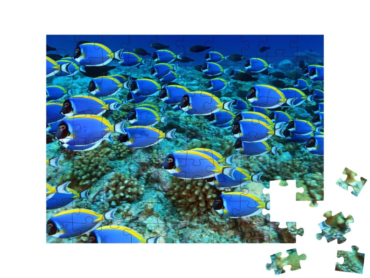 Puzzle de 100 pièces « Banc de poissons-docteurs dans le récif corallien »