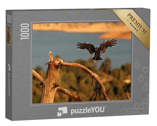 Puzzle de 1000 pièces « Un grand corbeau volant la proie d'un vautour fauve »