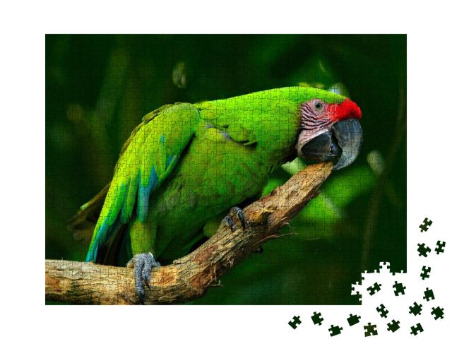 Puzzle de 1000 pièces « Grand ara vert, oiseau rare du Costa Rica »