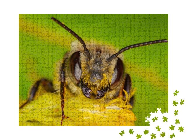 Puzzle de 1000 pièces « Une abeille sauvage récolte du pollen, Québec, Canada »