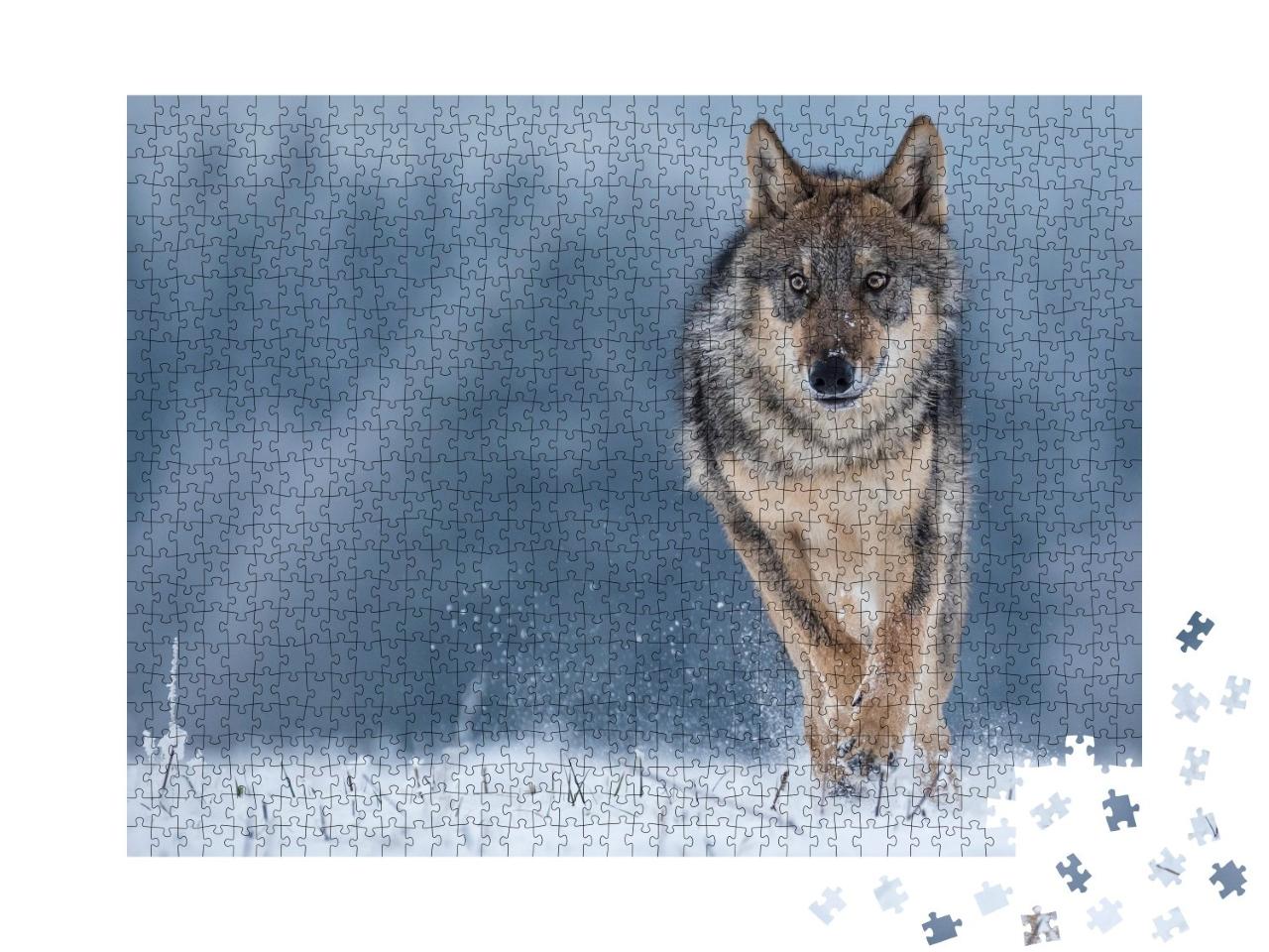 Puzzle de 1000 pièces « Étude d'un loup gris »