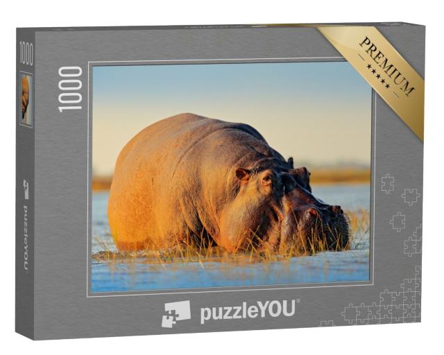 Puzzle de 1000 pièces « Hippopotame africain, hippopotame amphibie Capensis, avec soleil couchant, rivière Chobe, Botswana »