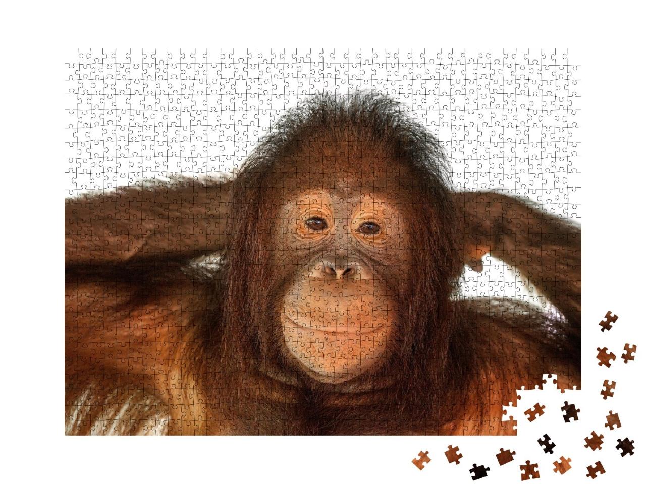 Puzzle de 1000 pièces « L'orang-outan »