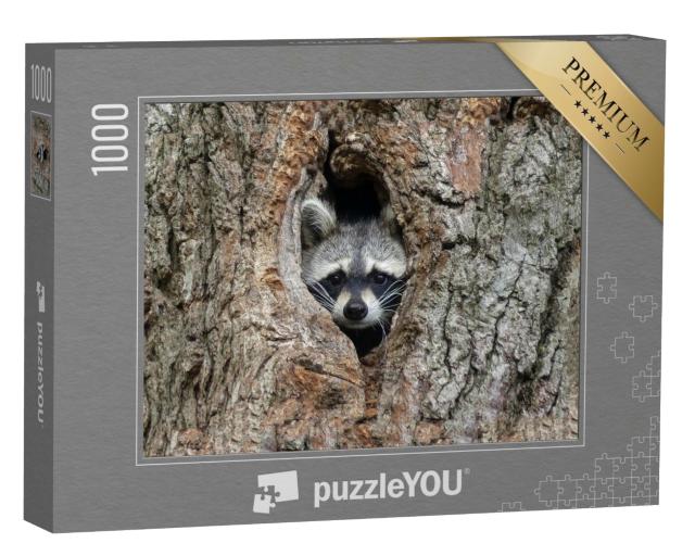 Puzzle de 1000 pièces « Un joli raton laveur dans sa cachette dans les arbres »