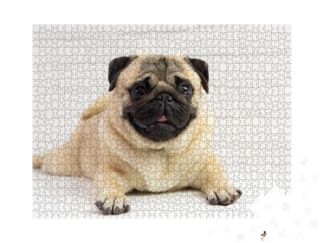 Puzzle de 1000 pièces « Petit carlin »