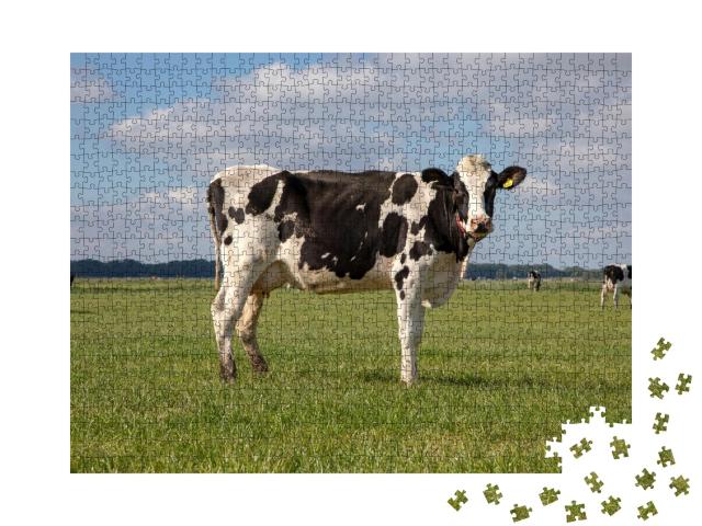Puzzle de 1000 pièces « Holstein-Kun dans un pâturage aux Pays-Bas »