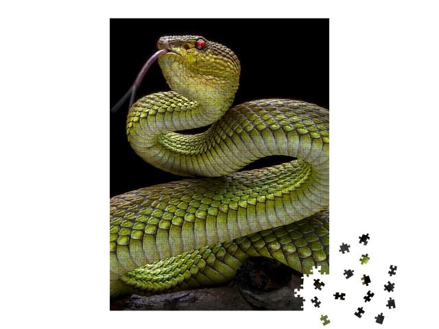 Puzzle de 1000 pièces « Couleuvre vipérine verte à peau dorée »