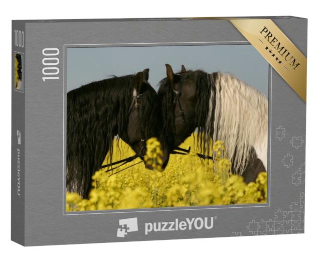 Puzzle de 1000 pièces « Deux chevaux frisons front contre front dans un champ de colza »