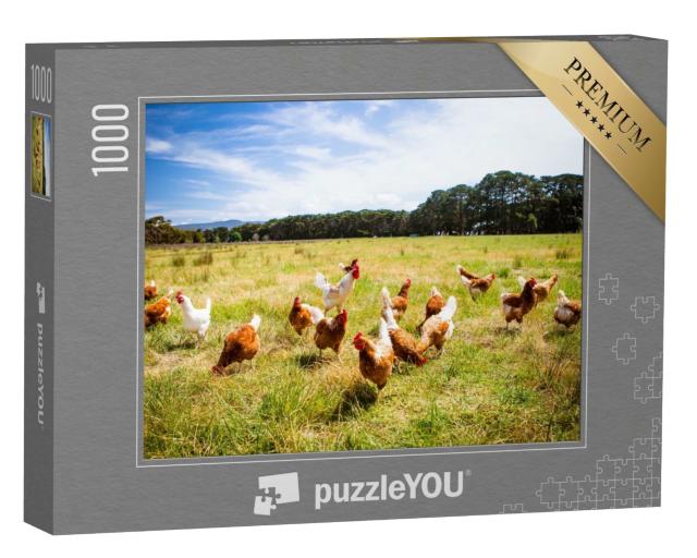 Puzzle de 1000 pièces « Un troupeau de poulets en liberté, Australie »