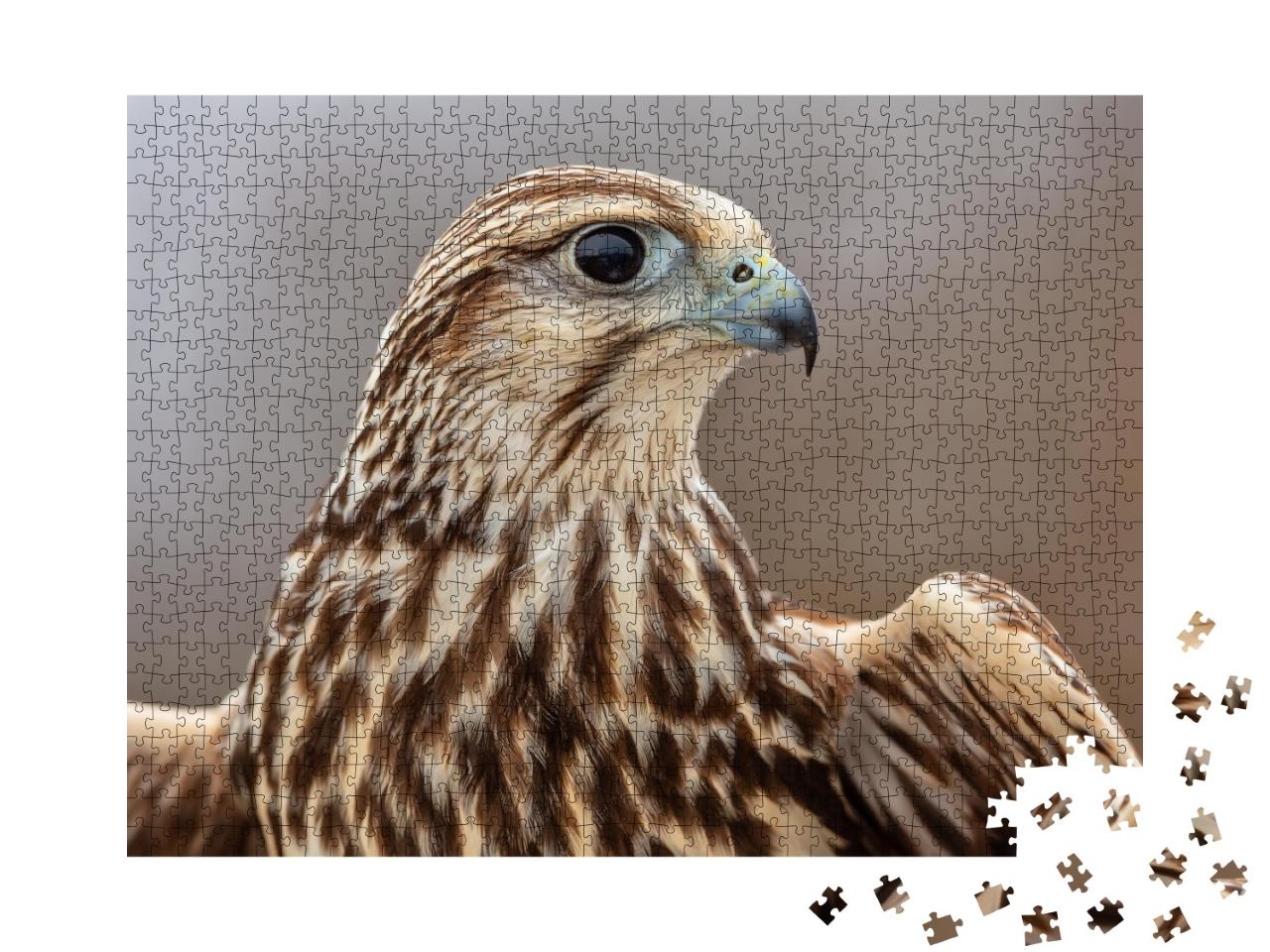 Puzzle de 1000 pièces « Majestueux faucon-saker »