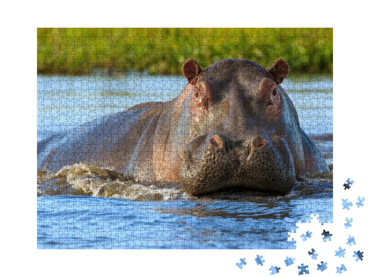 Puzzle de 1000 pièces « Hippopotames dans le parc national de Liwonde, Malawi »
