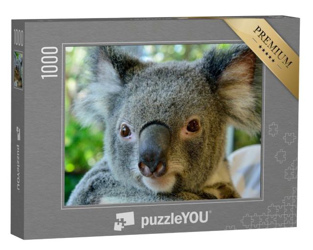 Puzzle de 1000 pièces « Magnifique portrait d'un koala »