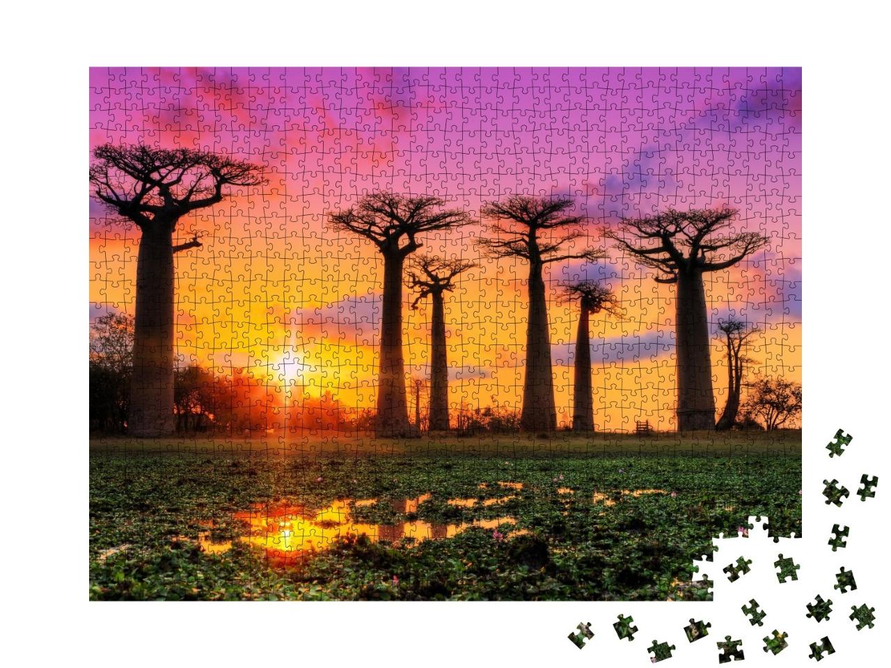 Puzzle de 1000 pièces « Jeu de couleurs au coucher du soleil sur l'allée des baobabs, Madagascar »
