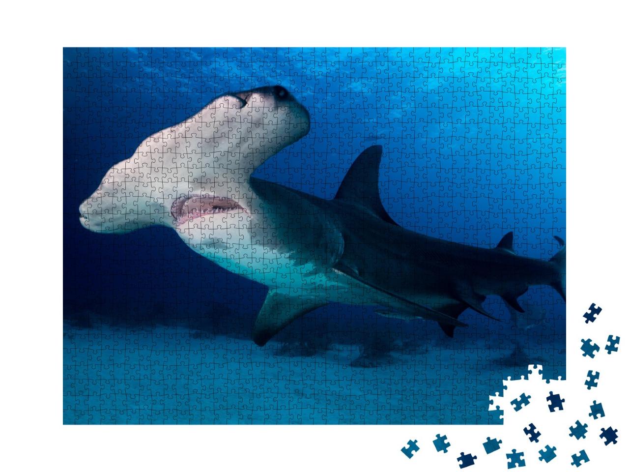 Puzzle de 1000 pièces « Grand requin marteau aux Bahamas »