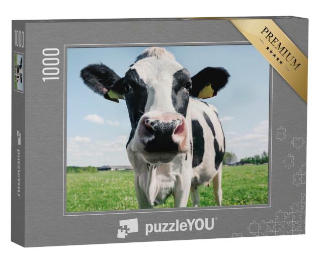 Puzzle de 1000 pièces « Gros plan sur une vache noire et blanche »