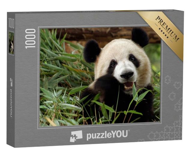 Puzzle de 1000 pièces « Le grand panda savoure son repas en bambou »